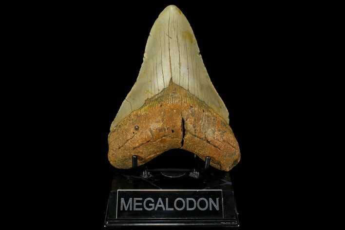 Fossil Megalodon Tooth - North Carolina #109780